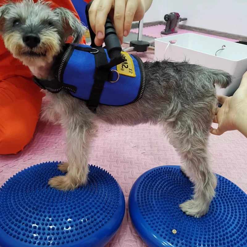 จานรองสำหรับฝึกสุนัขช่วยปรับสม - Flying Disc Dog Training Toy บทวิจารณ์และราคา
