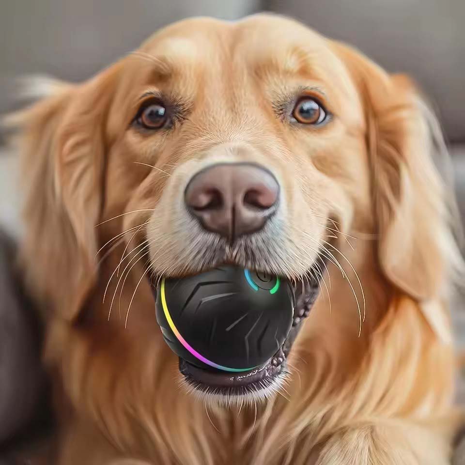 ของเล่นสุนัขอัจฉริยะแบบอินเทอร - Automatic Moving Dog Ball บทวิจารณ์และราคา