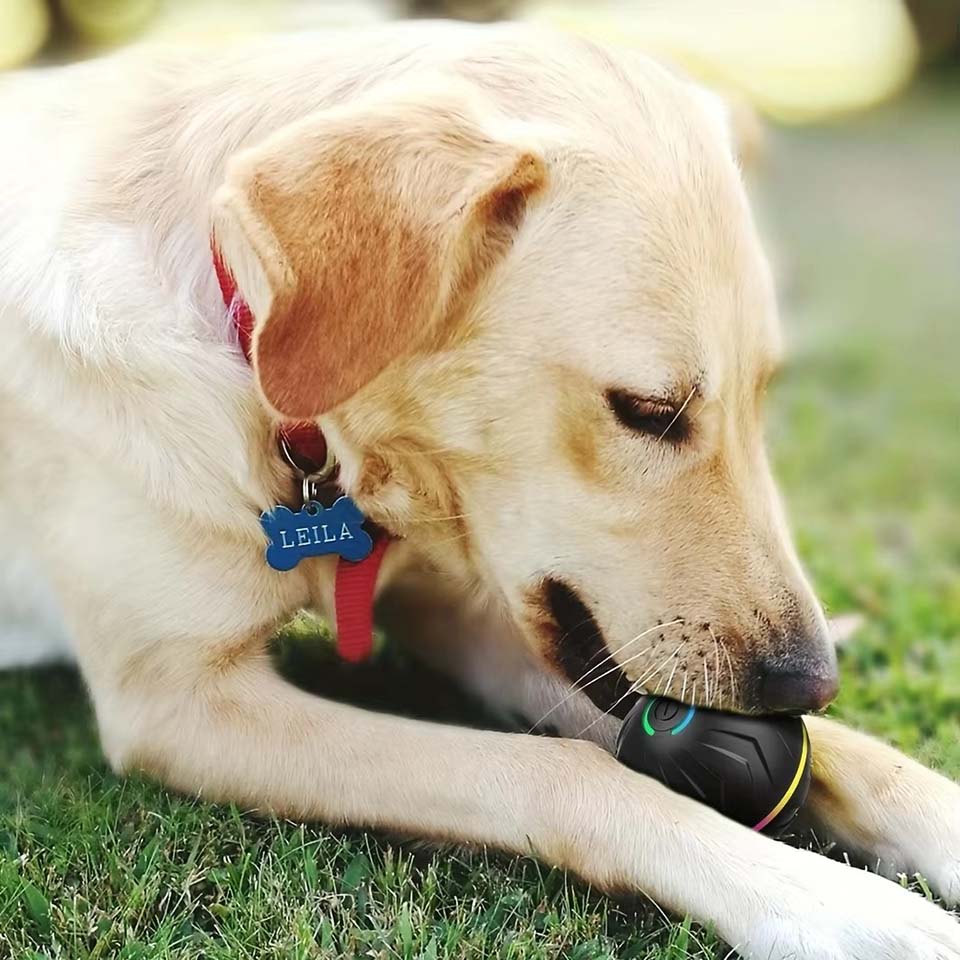 ของเล่นสุนัขอัจฉริยะแบบอินเทอร - Automatic Moving Dog Ball บทวิจารณ์และราคา