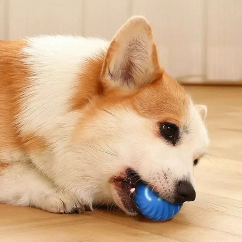 ลูกบอลของเล่นสุนัขแบบเคลื่อนที - Automatic Moving Dog Ball บทวิจารณ์และราคา