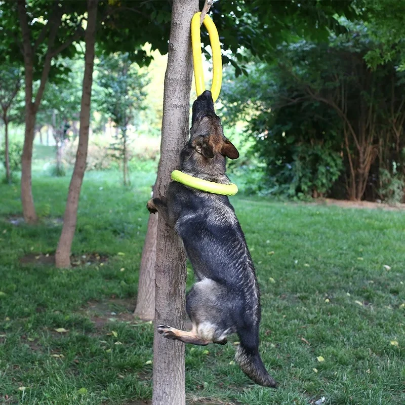 ของเล่นสุนัขของเล่นสัตว์เลี้ยง - Flying Disc Dog Training Toy บทวิจารณ์และราคา