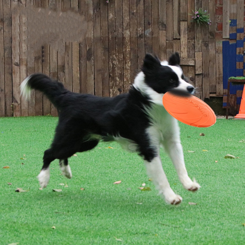 ของเล่นจานบินซิลิโคนแบบอินเทอร - Flying Disc Dog Training Toy บทวิจารณ์และราคา