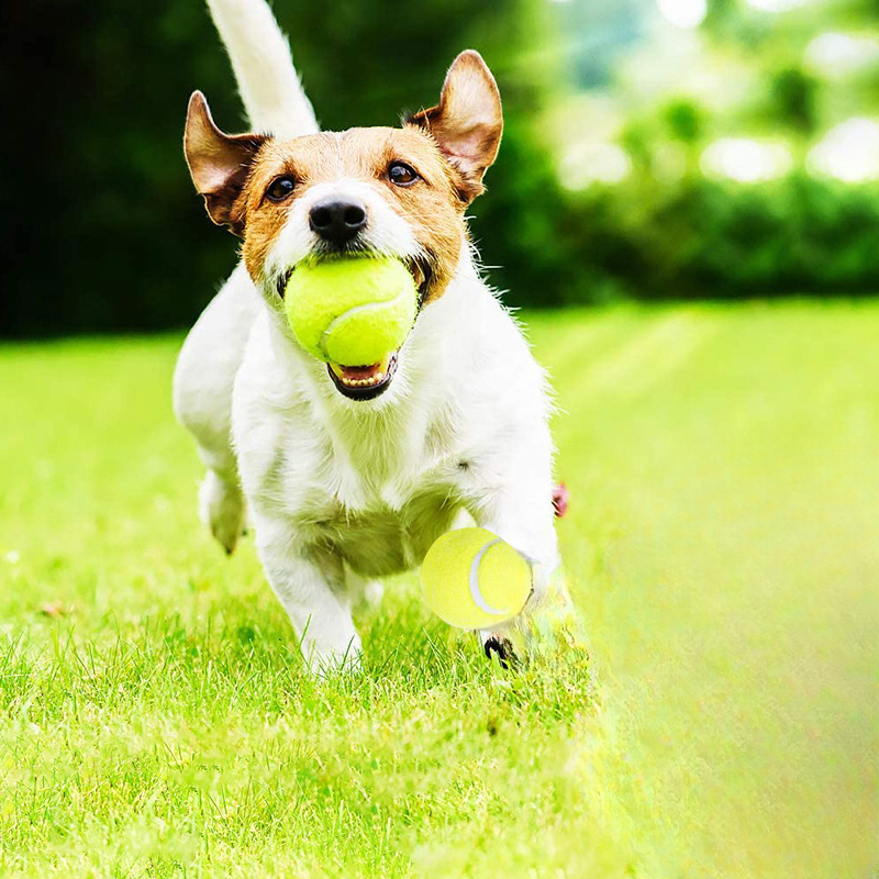 ของเล่นยางรูปทรงลูกเทนนิสแบบมี - Interactive Squeaky Plush Dog Toy บทวิจารณ์และราคา