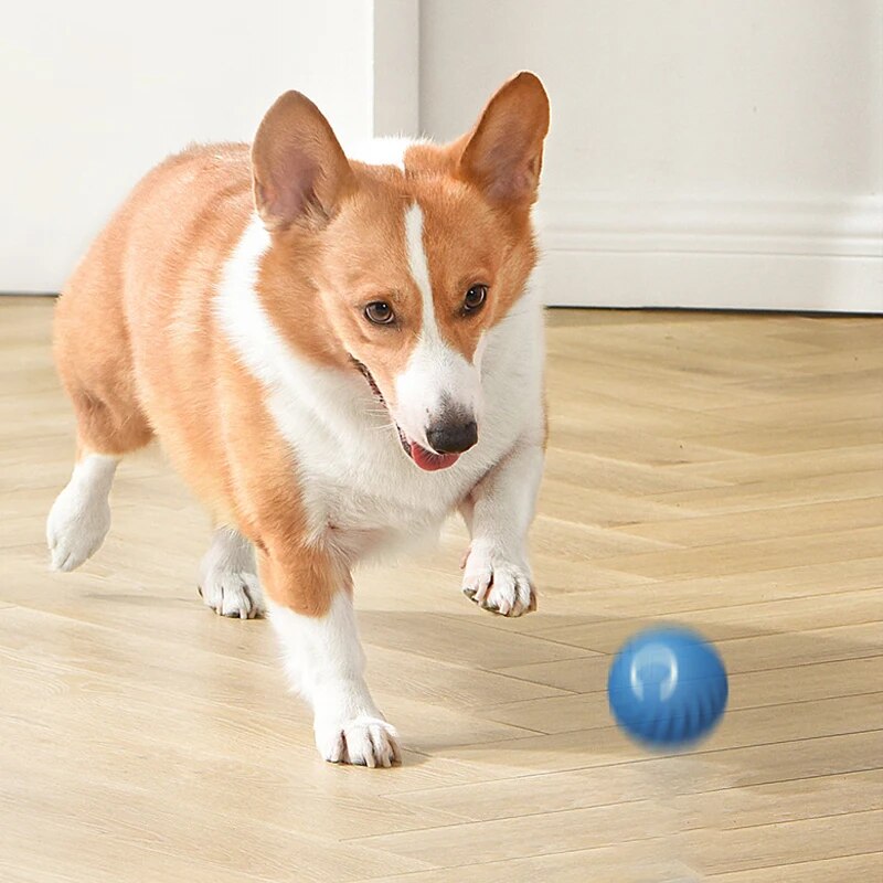 ของเล่นสุนัขอัจฉริยะแรงโน้มถ่ว - Suction Cup Dog Tug Toy บทวิจารณ์และราคา